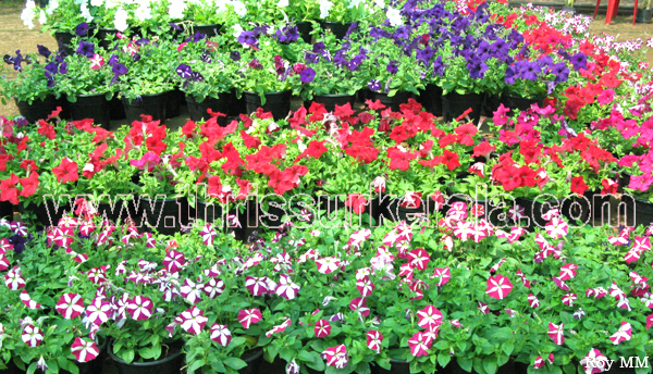flower-show-2011 (7)